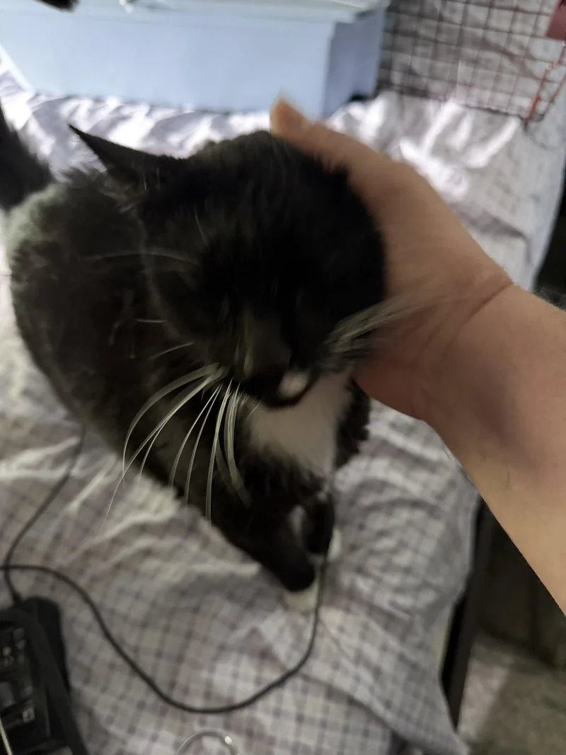An adult medium-sized male Black & White / Tuxedo Domestic Short Hair cat named Ascahire for adoption in Wheaton, IL