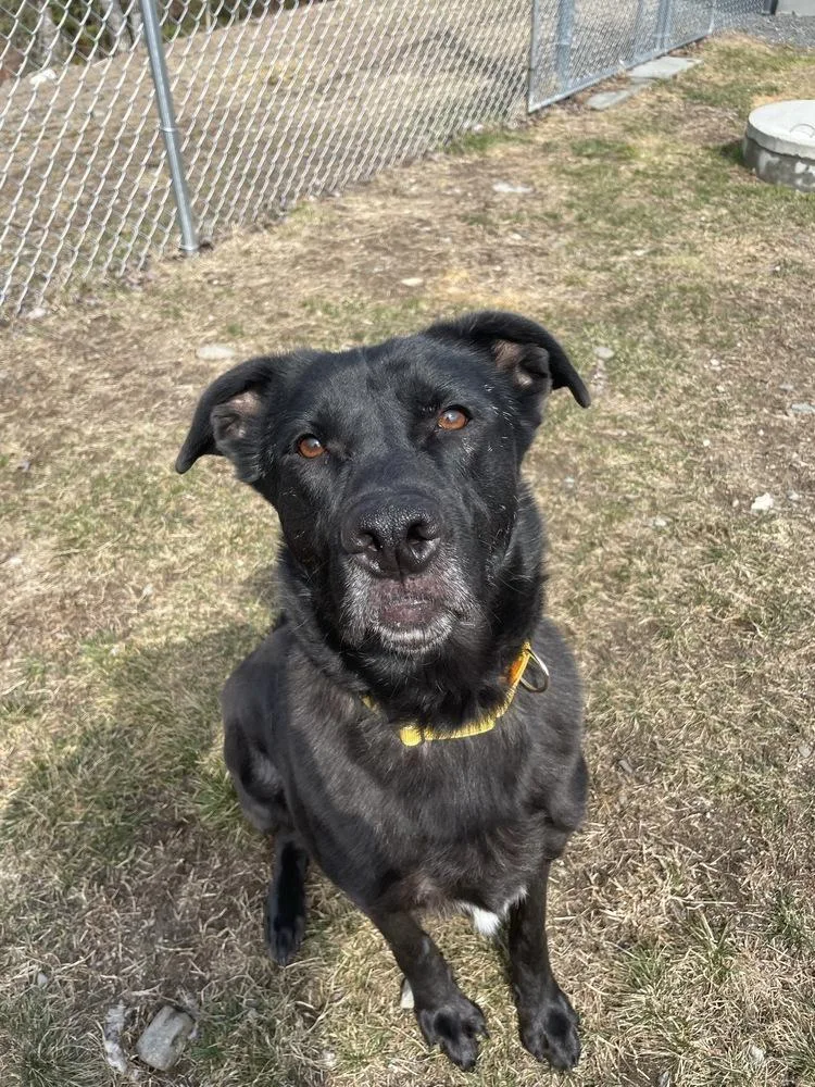 An adult large-sized male Black Labrador Retriever dog named Dwayne for adoption in Trenton, ME