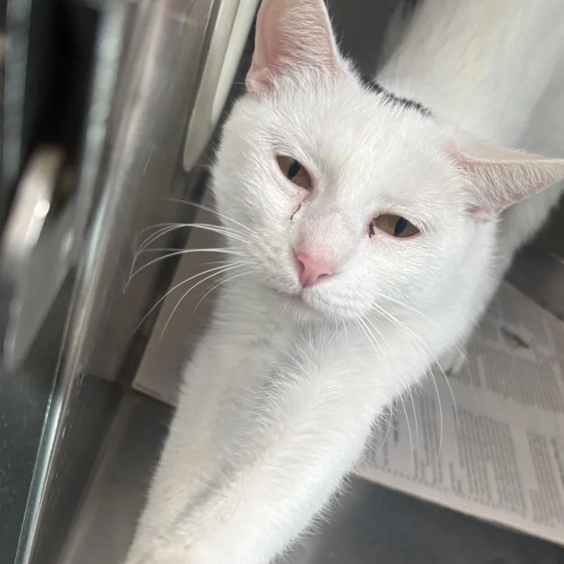 An adult small-sized female White Domestic Short Hair cat named Sasha for adoption in Brockton, MA