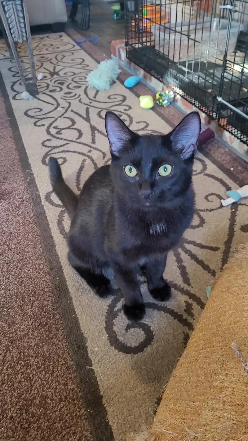 A young medium-sized male Domestic Short Hair cat named Froot Loops for adoption in Escalon, CA