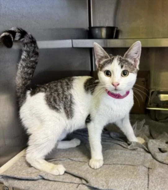 A baby small-sized female Domestic Short Hair cat named Christina for adoption in Los Angeles, CA
