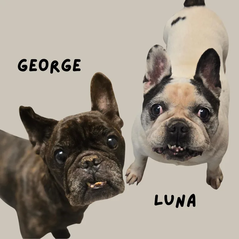 Luna thumbnail 4