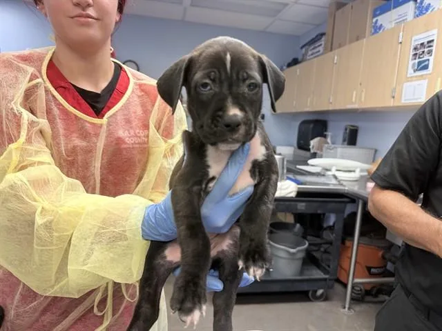 A baby large-sized female Boxer dog named Leprechaun for adoption in Phoenix, AZ