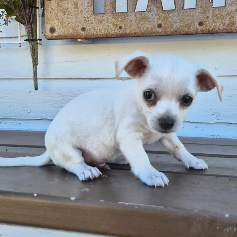 A baby small-sized male White / Cream Terrier dog named Wafer for adoption in Prescott, AZ