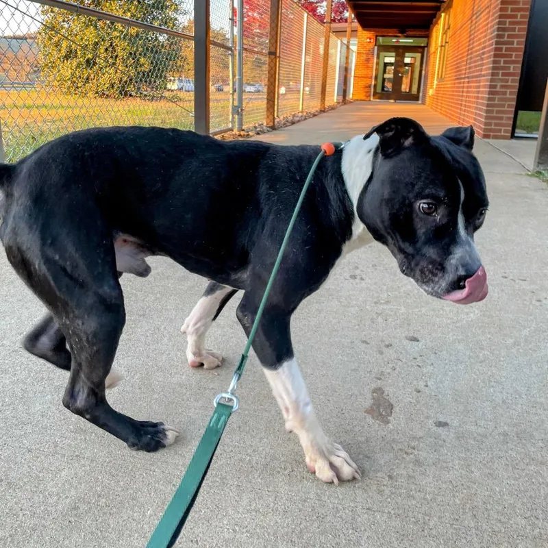 Sebastian thumbnail 3