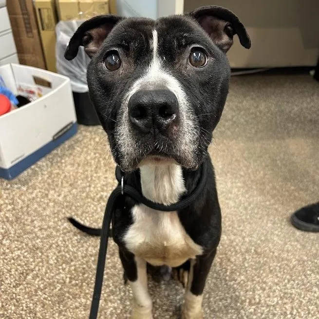 Sebastian thumbnail 6