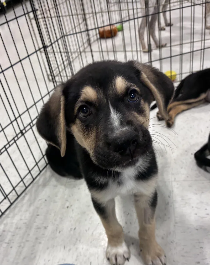 A baby large-sized male Shepherd dog named Mickey for adoption in Mobile, AL