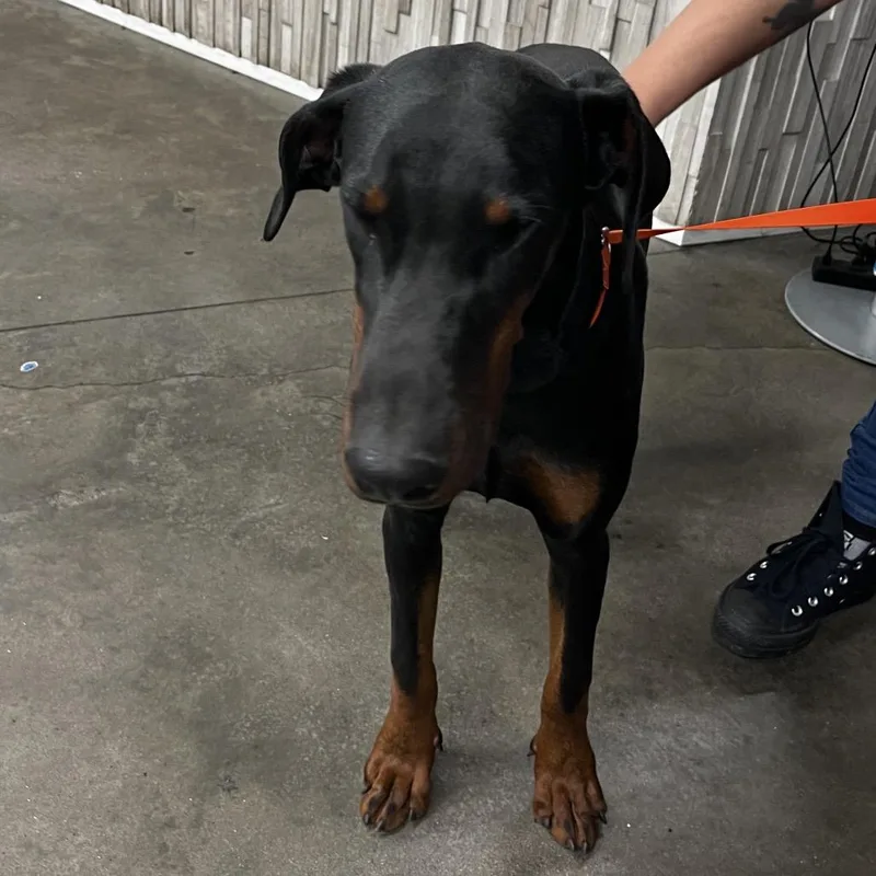 A young medium-sized male Black Doberman Pinscher dog named Dobby for adoption in Tampa, FL