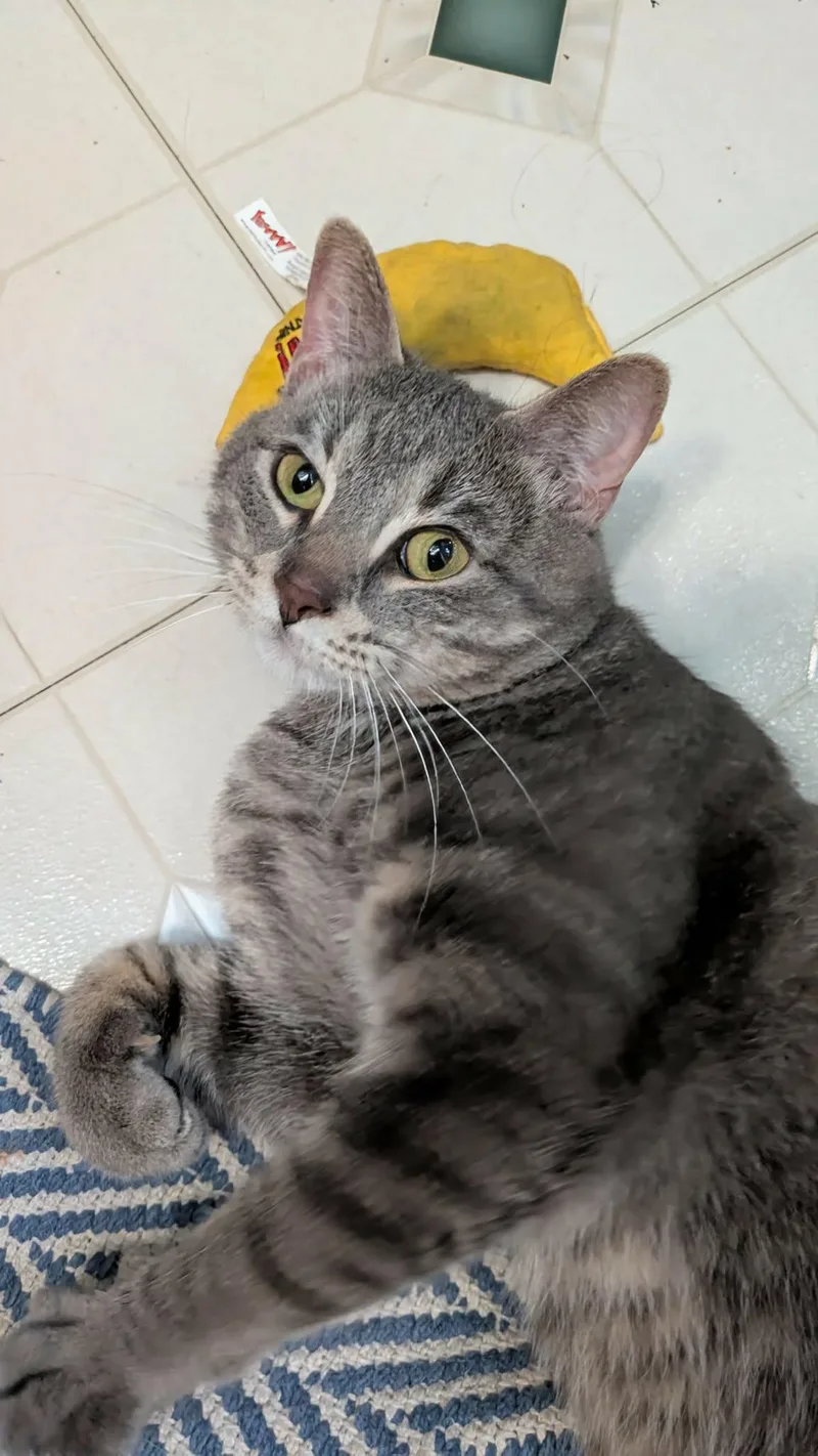 A young medium-sized male Domestic Short Hair cat named Shepherd for adoption in Royal Oak, MI