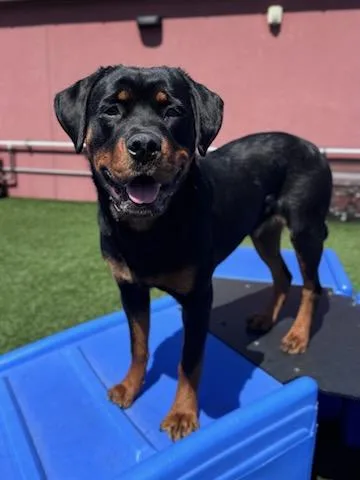 An adult large-sized female Black Rottweiler dog named Piper for adoption in San Jose, CA