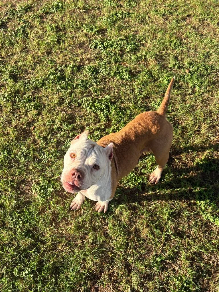 A young small-sized female Pit Bull Terrier dog named Rolly for adoption in Seguin, TX
