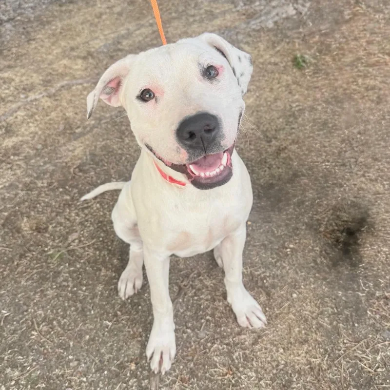 A young medium-sized female Pit Bull Terrier dog named Zero for adoption in Parker, CO