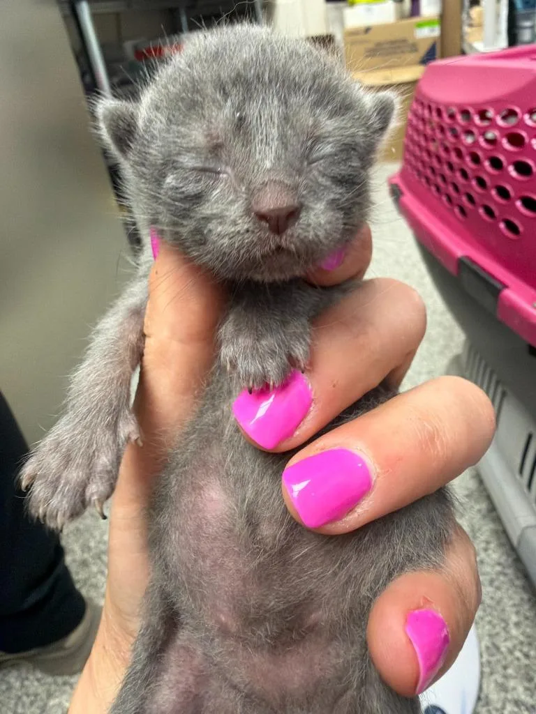 A baby medium-sized female Domestic Short Hair cat named Dolly Parton for adoption in Pomona, NY