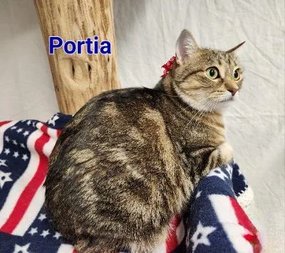 Portia thumbnail 2