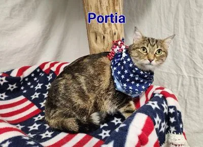 Portia thumbnail 3