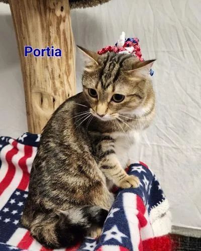 Portia thumbnail 5