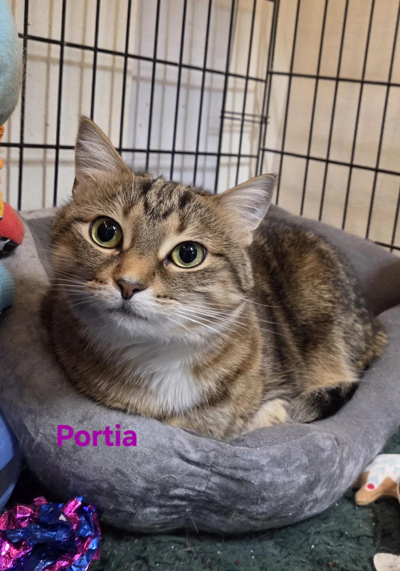Portia