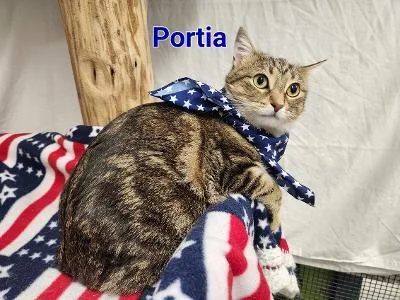 Portia thumbnail 6