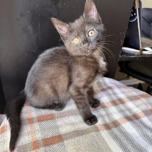 A baby small-sized female Black Domestic Short Hair cat named Indy Car for adoption in Fishers, IN