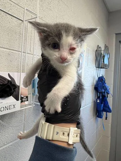 A baby small-sized female Domestic Short Hair cat named Carver for adoption in Sevierville, TN