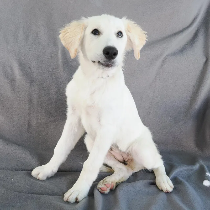 A baby large-sized female White / Cream Great Pyrenees dog named Celeste for adoption in Point Richmond, CA