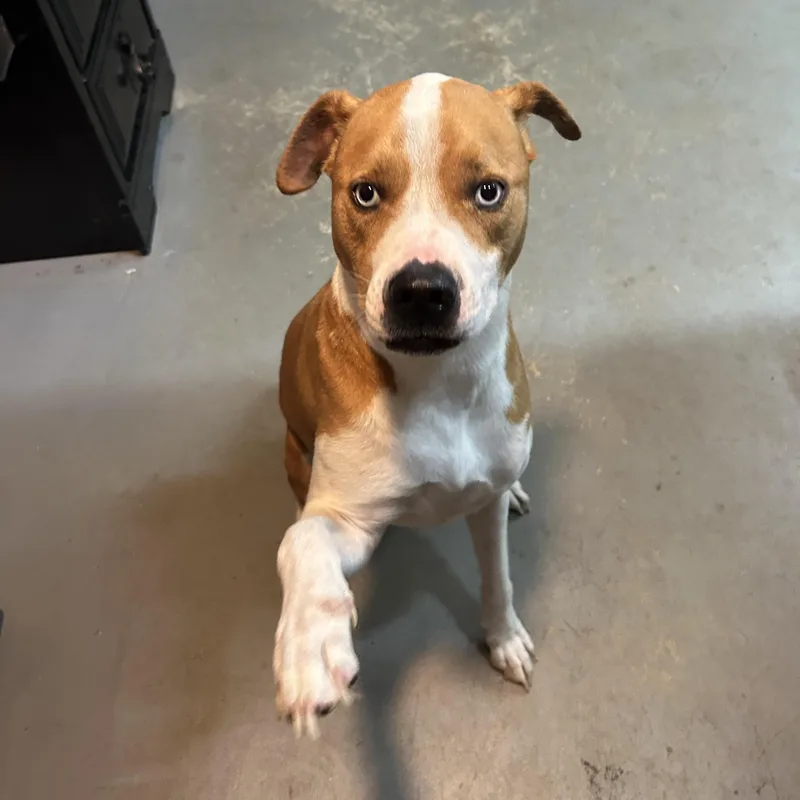 A young medium-sized male American Staffordshire Terrier dog named Mars for adoption in Llano, TX