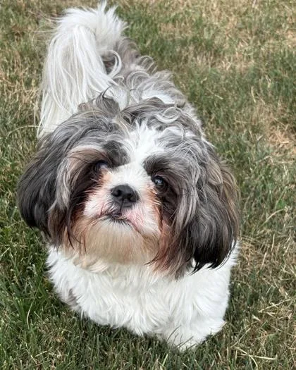 A young small-sized male Shih Tzu dog named Miles for adoption in Malvern, PA