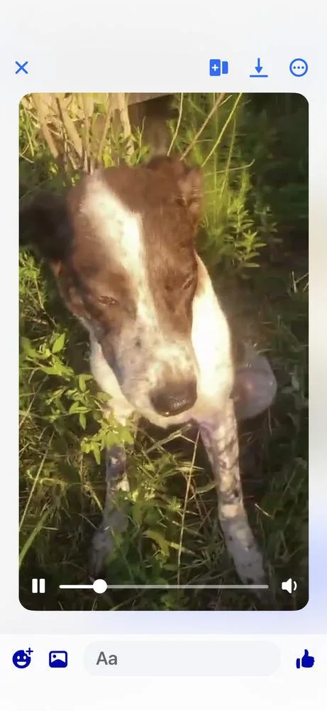 A young small-sized male Tricolor (Brown, Black, & White) German Shorthaired Pointer dog named Birdie B for adoption in Sealy, TX