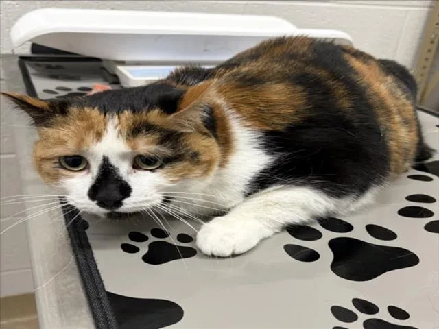 An adult medium-sized female Domestic Short Hair cat named Marcy for adoption in Derwood, MD