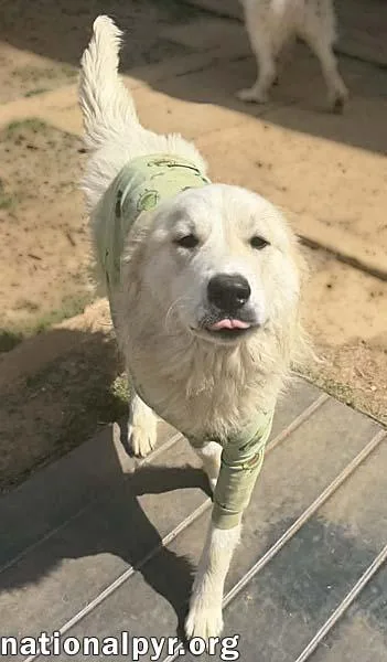 Willow In Tn  thumbnail 3