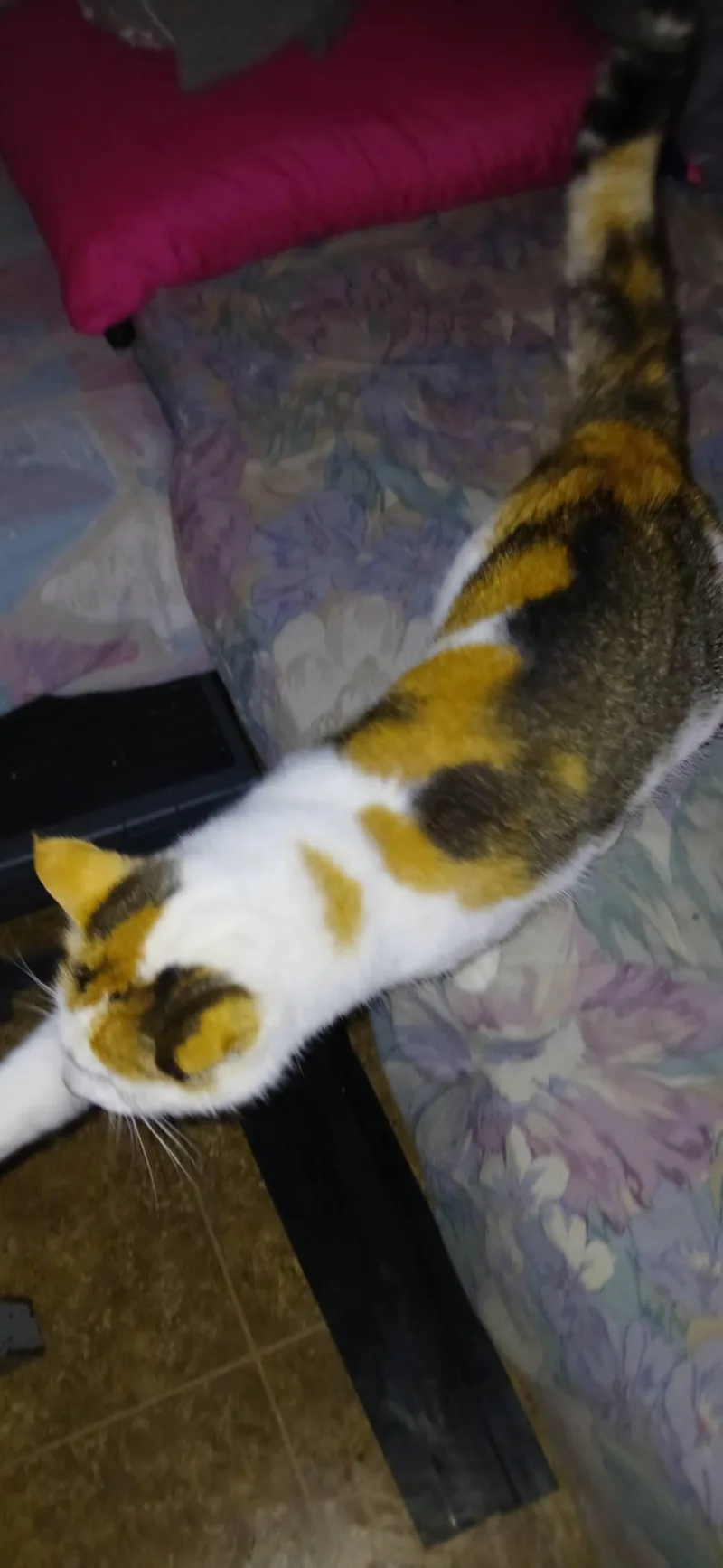 Mabel West thumbnail 2