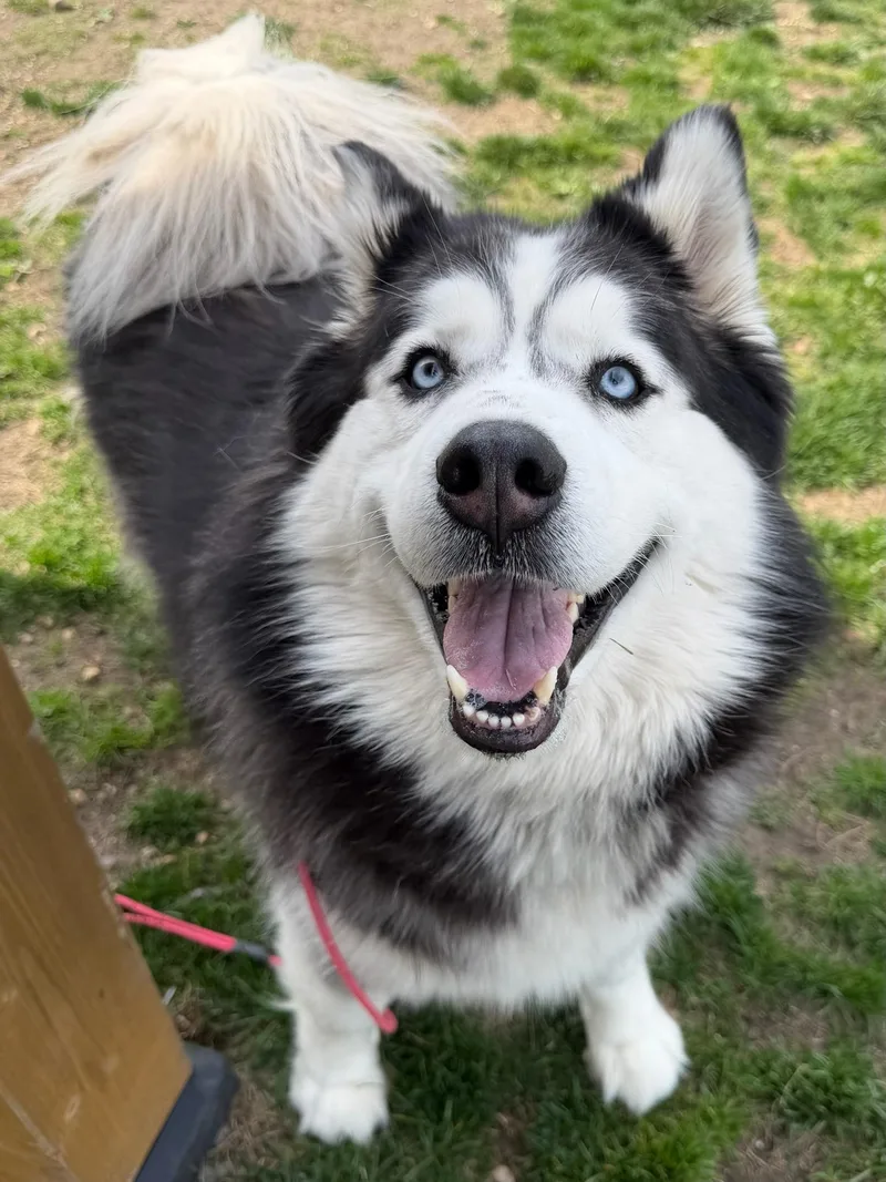 An adult large-sized male Black Alaskan Malamute dog named Roy Tag for adoption in Central Islip, NY