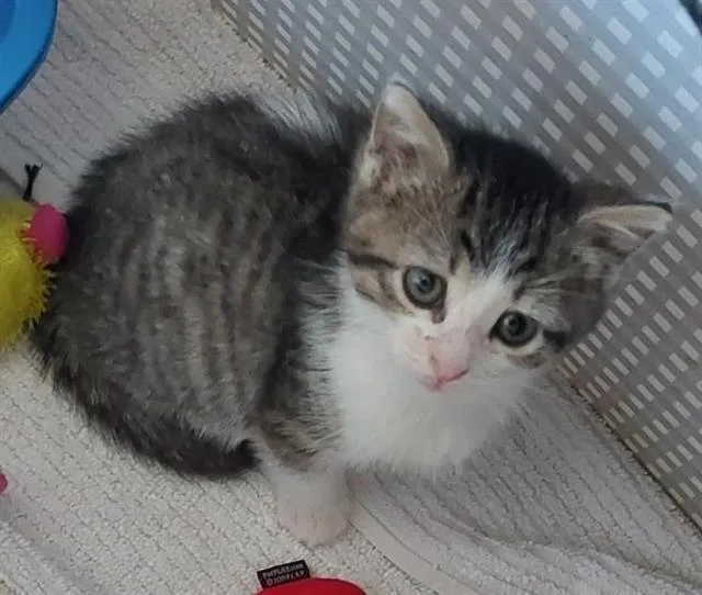 A baby small-sized male Domestic Short Hair cat named Teddy for adoption in Chula Vista, CA
