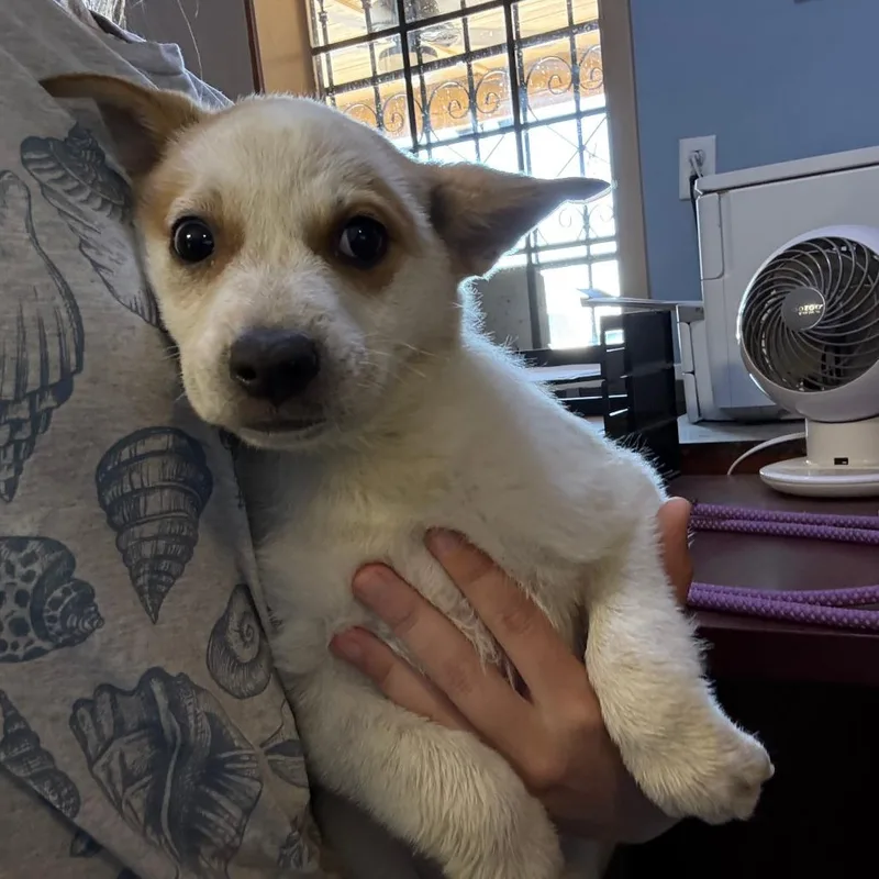A baby medium-sized female White / Cream Cattle Dog dog named Vesper for adoption in Casa Grande, AZ
