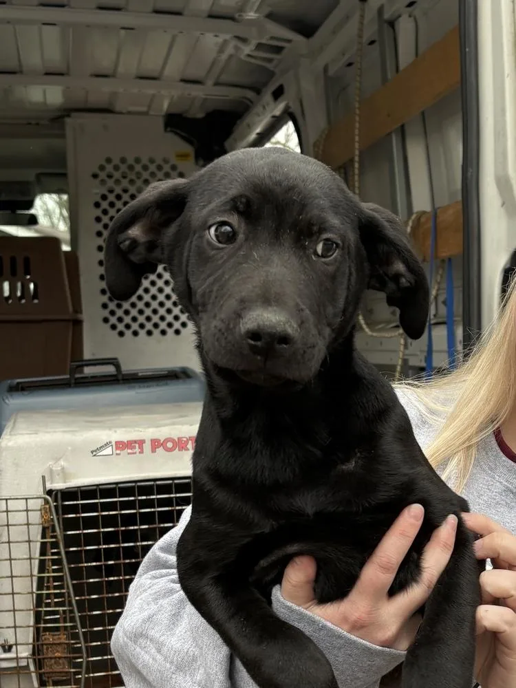 Shepherd thumbnail 2