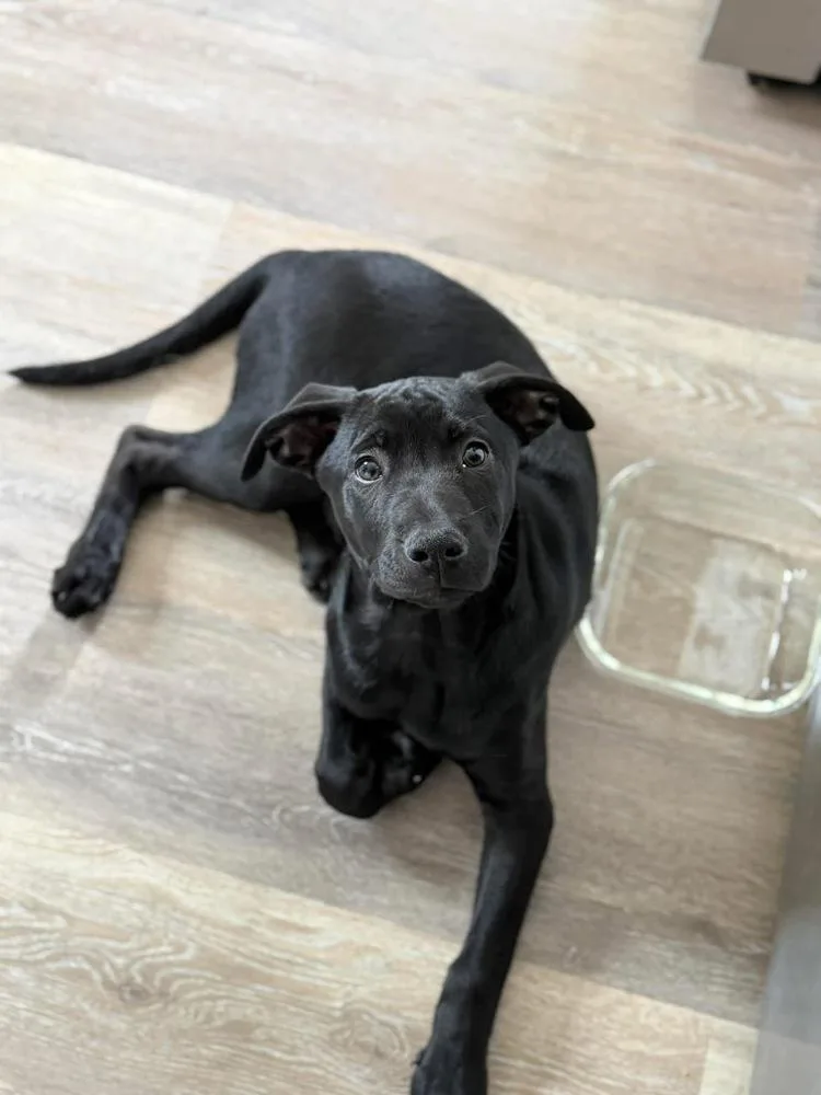 Shepherd thumbnail 4