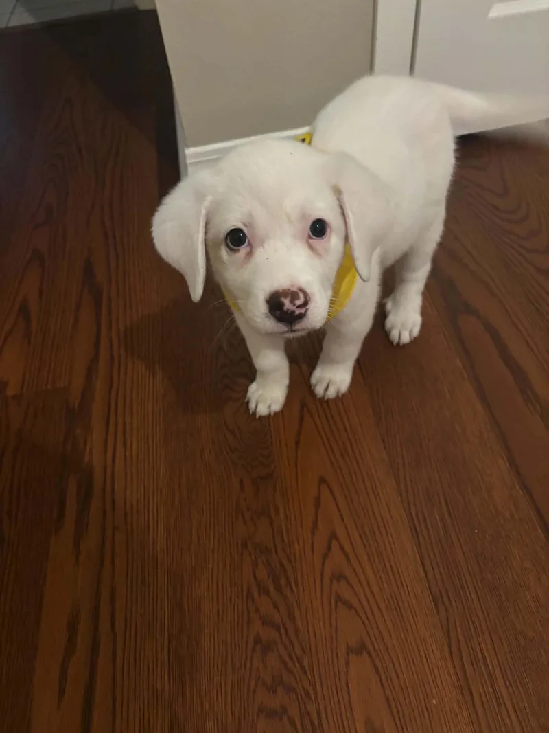 Albus