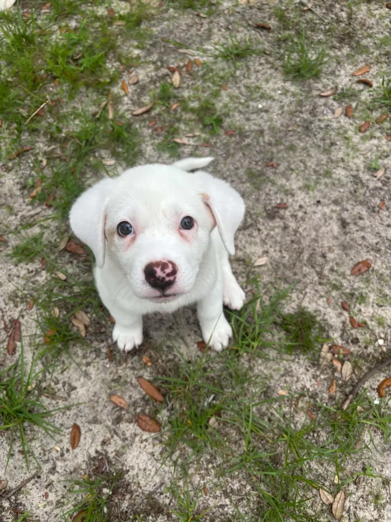 Albus thumbnail 2