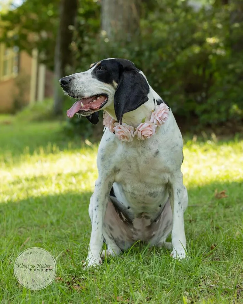 Daisy Mae thumbnail 2