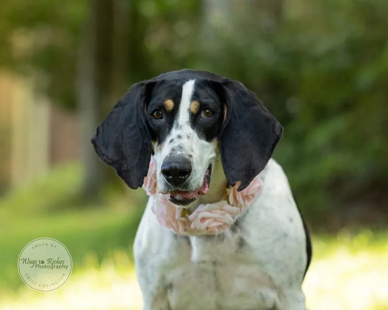 Daisy Mae thumbnail 4