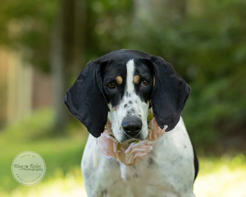 Daisy Mae thumbnail 5