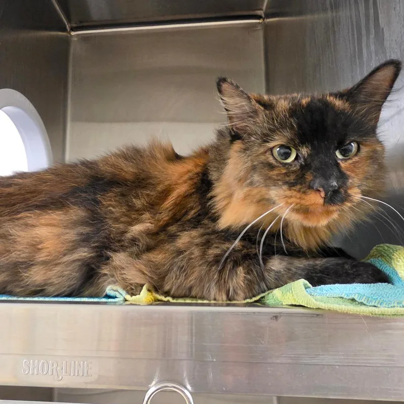 A young medium-sized female Domestic Medium Hair cat named Audrey for adoption in Briarcliff Manor, NY