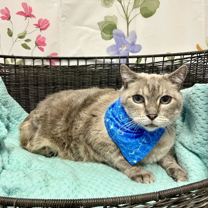 A senior large-sized male Gray / Blue / Silver Domestic Medium Hair cat named Baby Doll for adoption in Kanab, UT