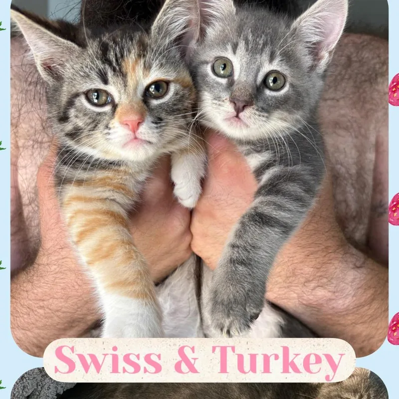 Swiss thumbnail 2