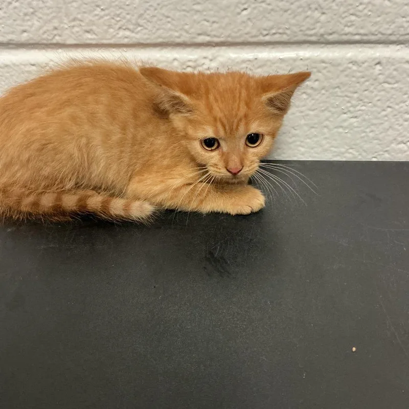 A baby small-sized male Orange / Red Domestic Short Hair cat named Cheezit for adoption in Spruce Pine, NC