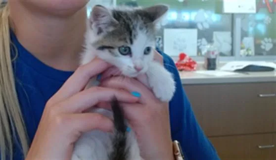 A baby small-sized male Domestic Short Hair cat named A for adoption in Louisville, KY