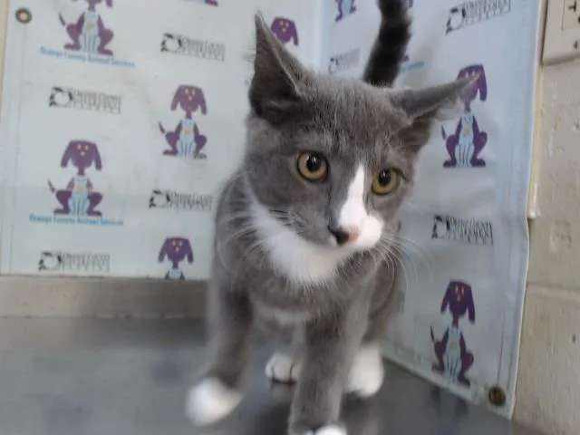 A young small-sized male Domestic Short Hair cat named Sterling for adoption in Orlando, FL