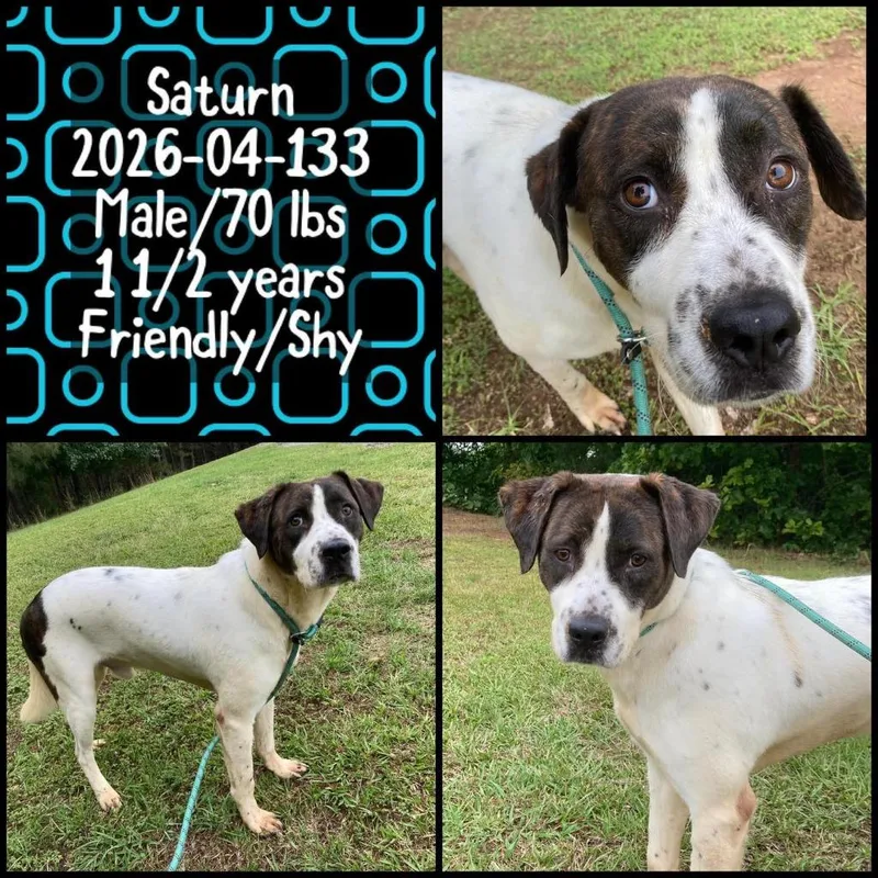 A young large-sized male Labrador Retriever dog named Saturn for adoption in Winder, GA