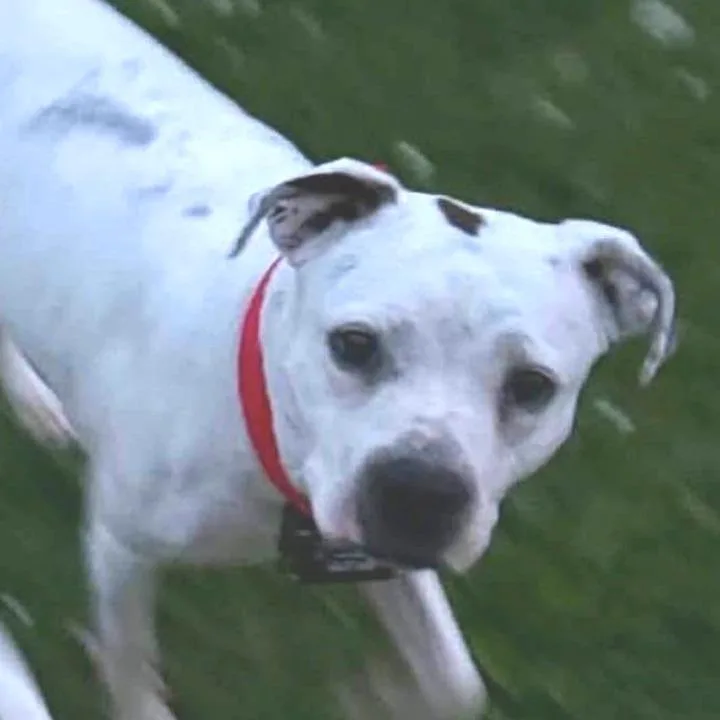 An adult medium-sized female White / Cream Pit Bull Terrier dog named Cavalier for adoption in Albert Lea, MN