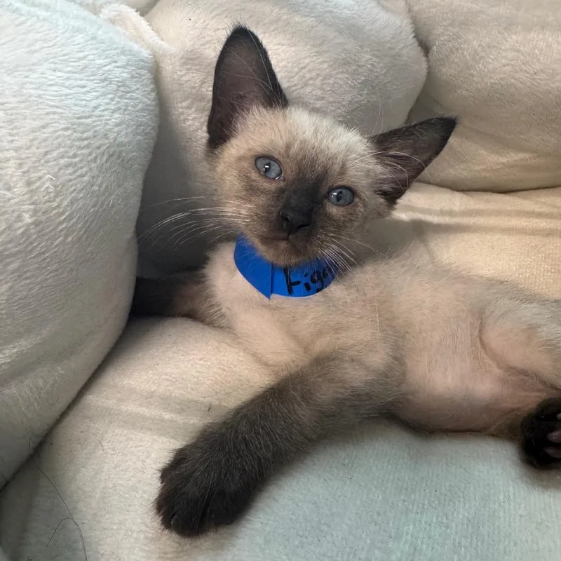 A baby small-sized male Domestic Short Hair cat named Figaro for adoption in Guaynabo, PR